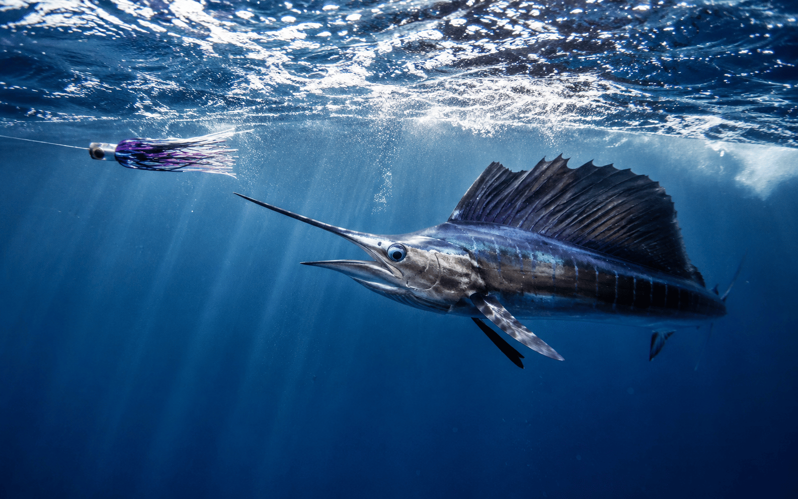 Sailfish Chasing Plug